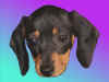 Hollys dog.jpg (308845 bytes)