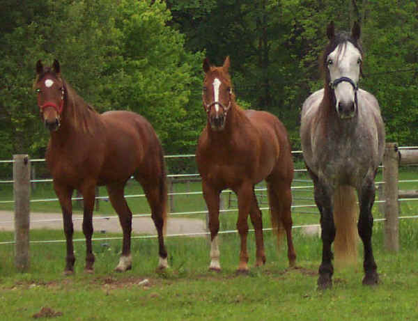 General , Lark and Delray
