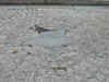 Arlington Unknown Forgotten Star by Fountain.jpg (436546 bytes)