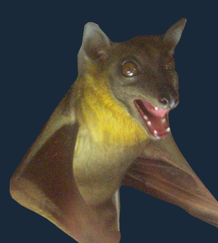 Donna's Bat Picture