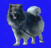 Jims Dog.jpg (10701 bytes)